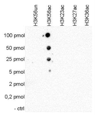 Dot Blot: Histone H3 [ac Lys56] Antibody [NBP2-59214] - To test the cross reactivity of the antibody against H3K56ac, a Dot Blot analysis was performed with peptides containing other histone modifications and the unmodified H3K56. One hundred to 0.2 pmol of the respective peptides were spotted on a membrane. The antibody was used at a dilution of 1:20,000. Figure shows a high specificity of the antibody for the modification of interest.